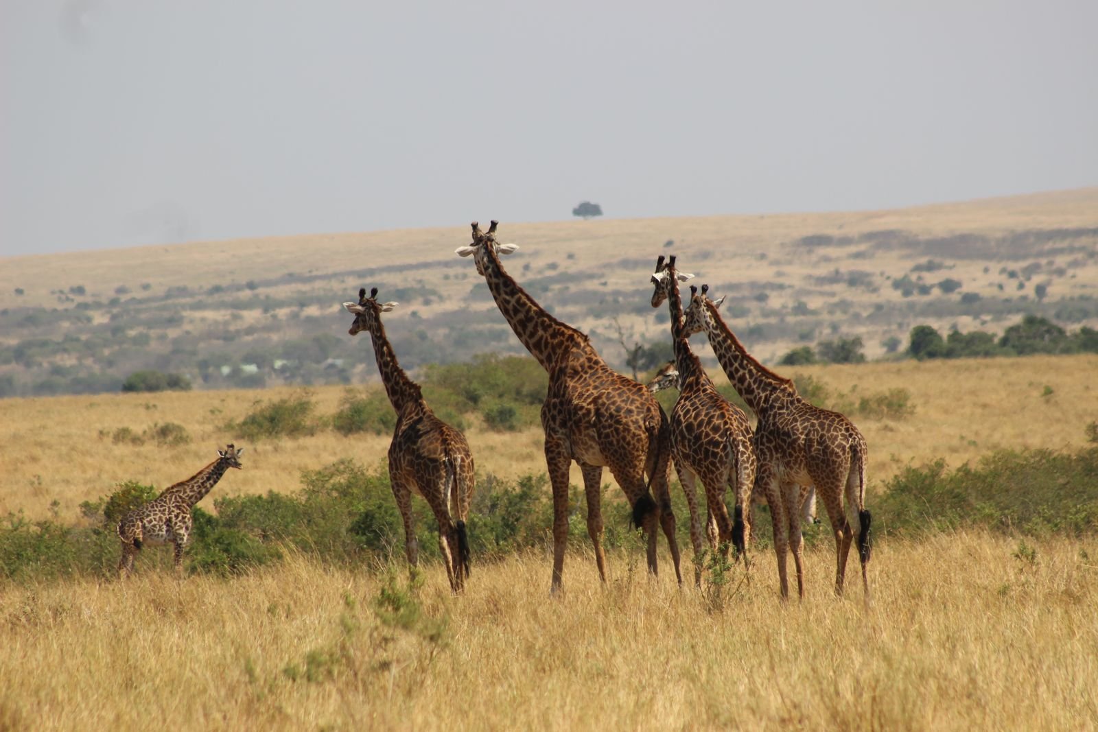 Giraffes in Kenya savannah during safari tour