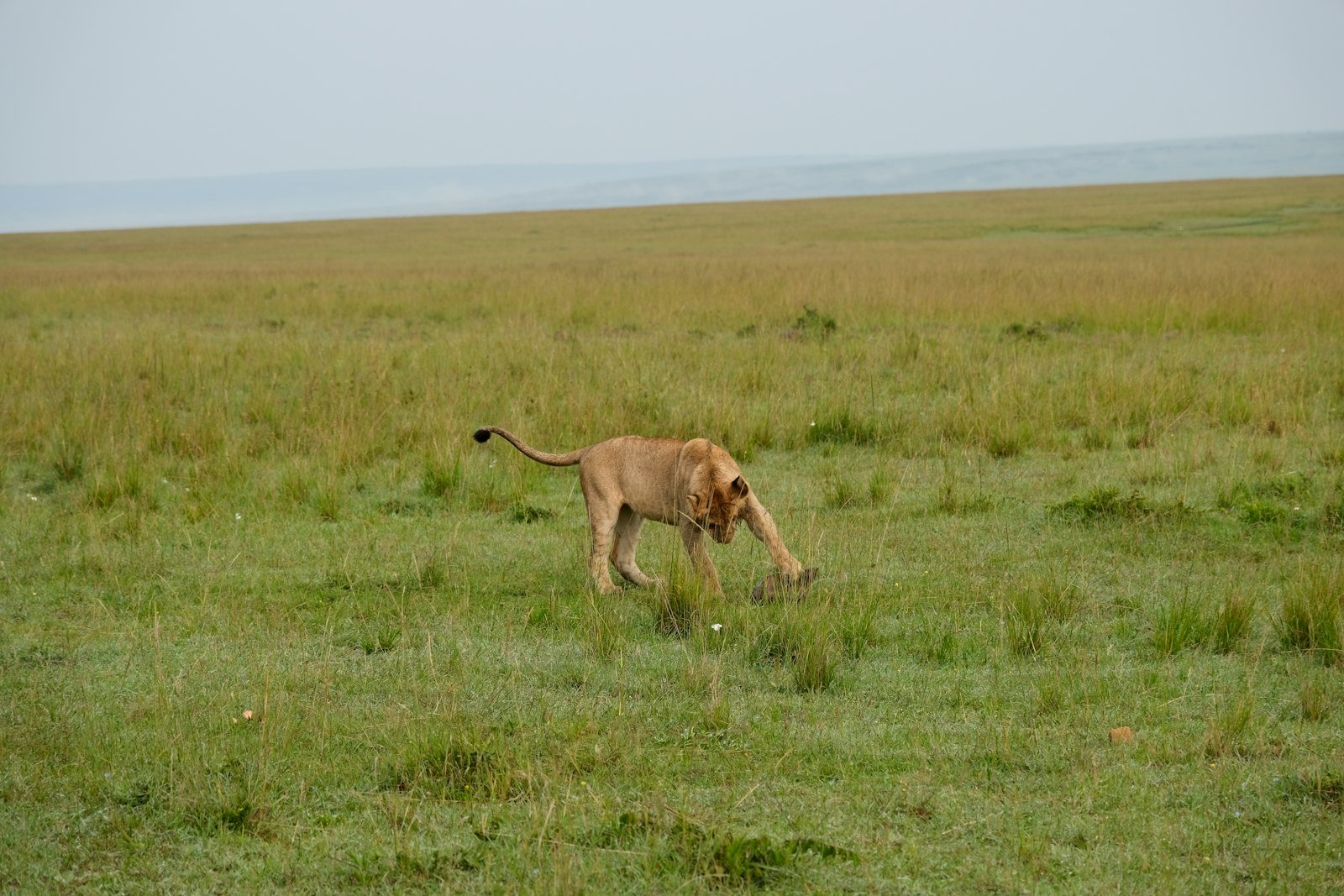 Male lion on Masai Mara savannah safari